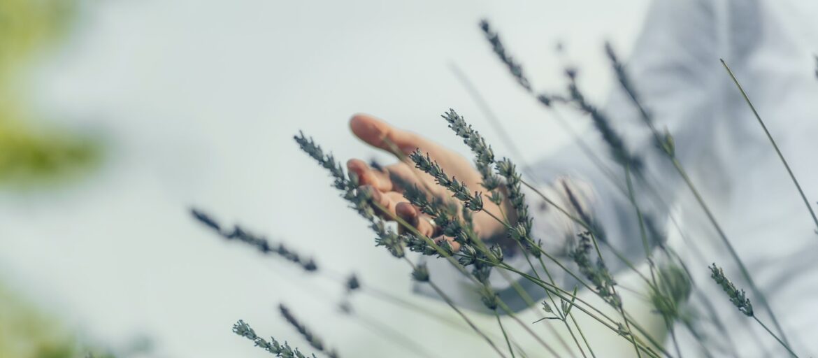 Abundance Feeling. Mindful Middle-aged Woman Touching Lavender Flowers, Feeling Thankful