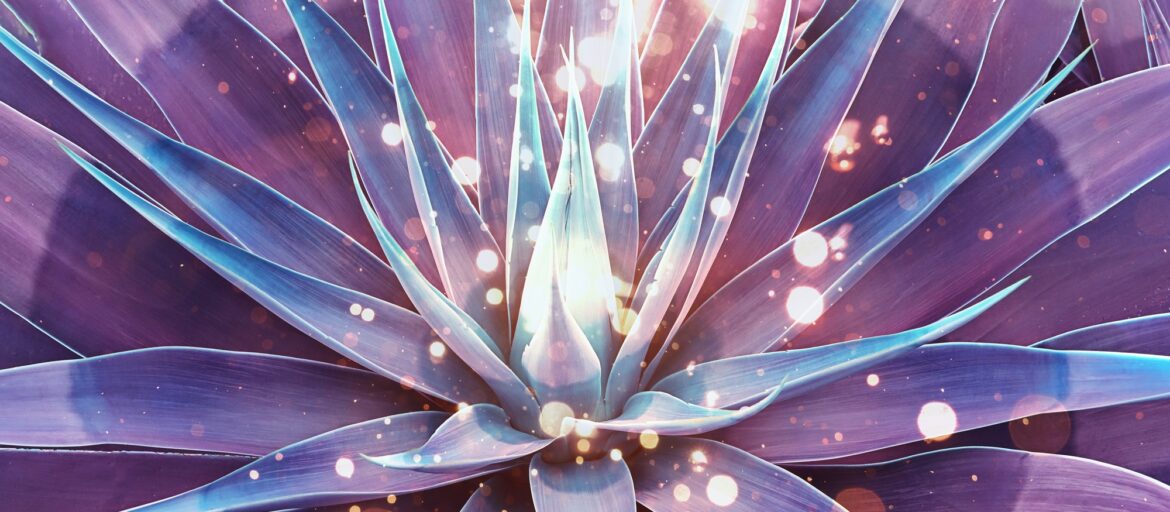 agave