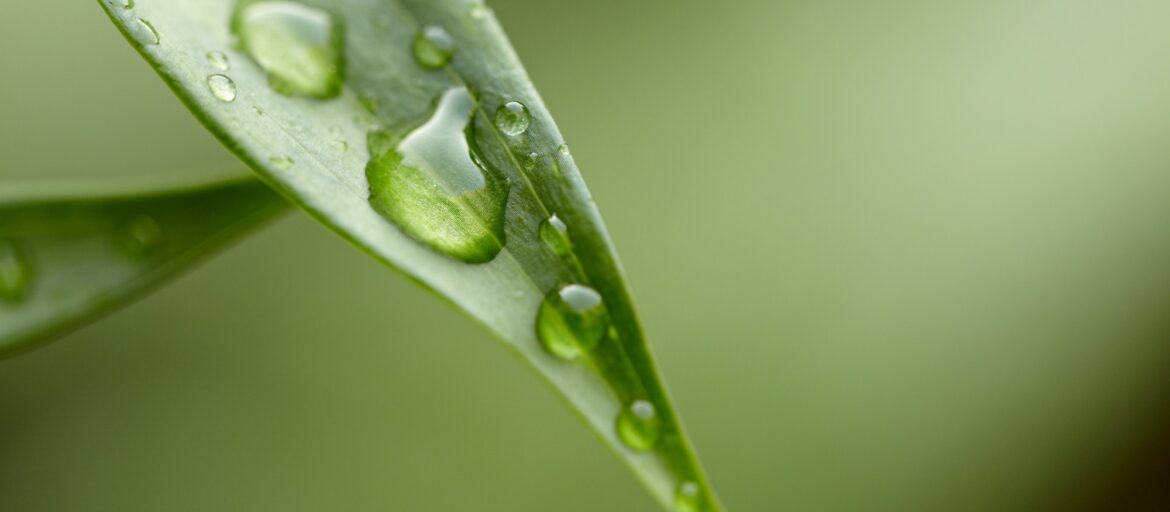 Green leaf