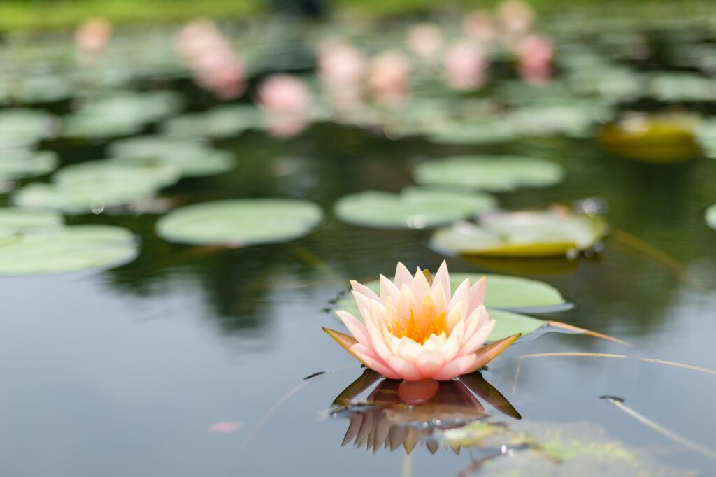 Lotus in nature