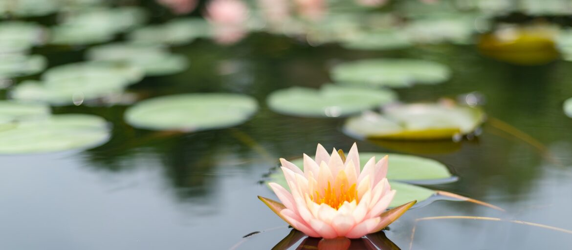 Lotus in nature