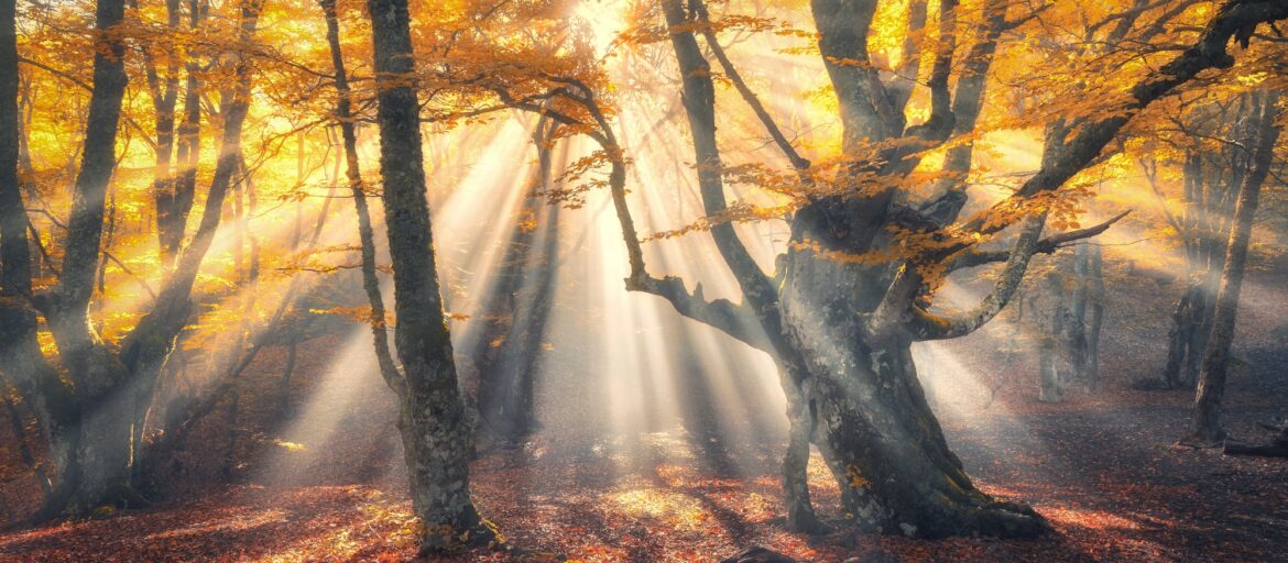 Magical old tree with sun rays in the morning