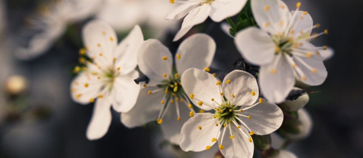 Spring blossom flowers apricot